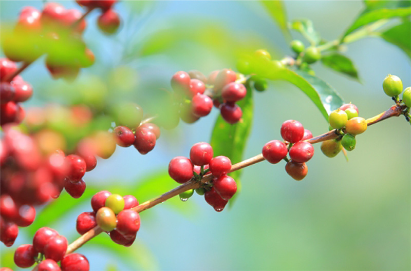 Etiopía – Guji - Imagen 4