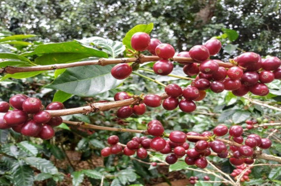 Panamá - LORAYNE - Imagen 4