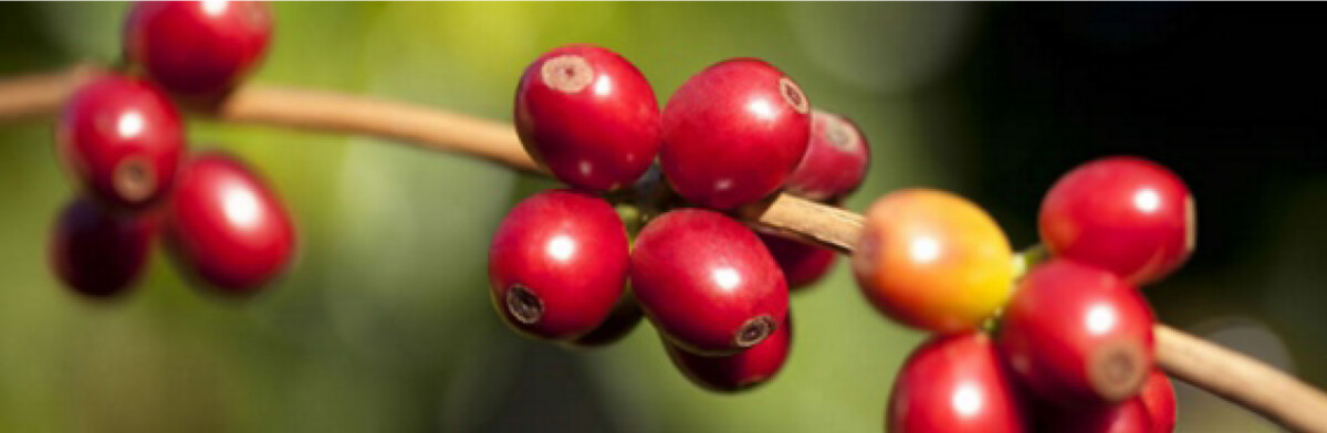 Brasil - Rancho Alegre - Imagen 5