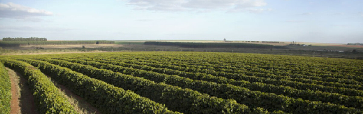 Brasil - Rancho Alegre - Imagen 4